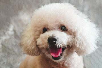 white poodle and gray calico cat close-up portrait photography in studio