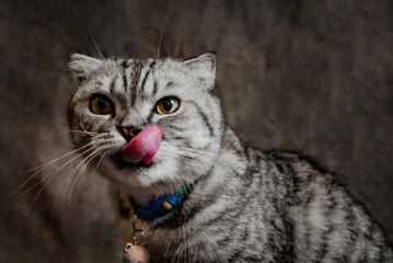 white poodle and gray calico cat close-up portrait photography in studio
