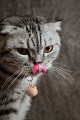 white poodle and gray calico cat close-up portrait photography in studio