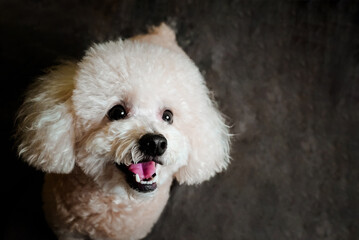 white poodle and gray calico cat close-up portrait photography in studio