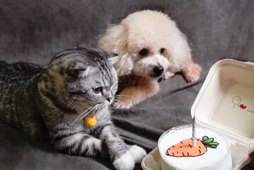 white poodle and gray calico cat close-up portrait photography in studio