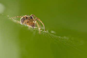 Macro di ragno