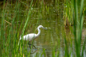 Egret in lake
