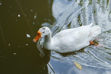A big white goose with an orange mouth is swimming in the water. by floating above the water to look for food to swim around in possession