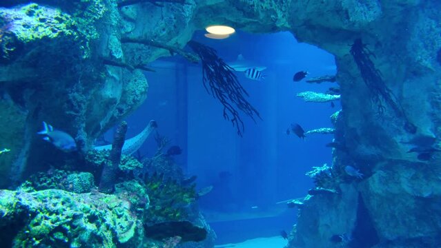 Sharks swim in an aquarium, a large aquarium.