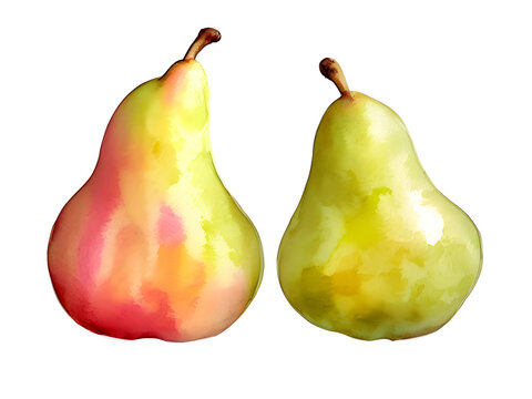 watercolor pear illustration isolated no background