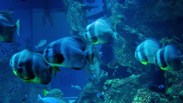 Platax teira - fish in the aquarium.