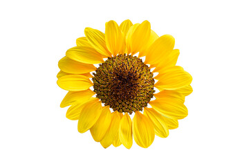 Sunflower isolated on white background with clipping path.