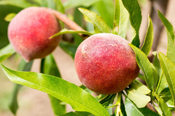 Peach tree with fruits growing in the garden