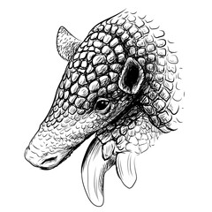 Giant armadillo. Graphic portrait of Giant armadillo in sketch style on a white background.