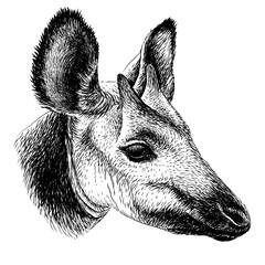 Okapi. Graphic portrait of okapi in sketch style on a white background. Digital vector graphics.