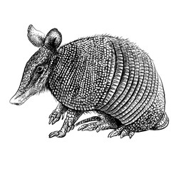 Nine-banded armadillo. Graphic portrait of Nine-banded armadillo in sketch style on a white background. Digital vector graphics - 628163134