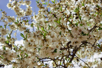 spring flowers in the Retiro gardens