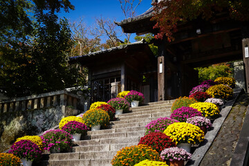 菊の花咲く階段