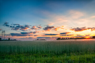Wheat field and forest silhouette in the fog on the horizon in the early morning.