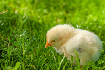 cute baby chick in green grass
