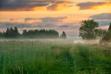 Road in a wheat field in the early morning and fog in the first rays of the sun. beautiful summer morning