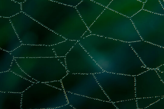 blurred natural background of dew drops on a cobweb. blurry image, geometry of nature.
