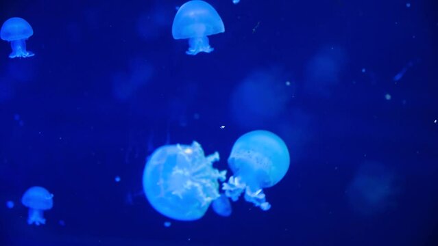 A group of jellyfish swimming in the aquarium are illuminated blue in the dark