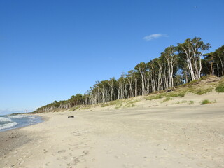 trees on the beach of the curonian spit in russia