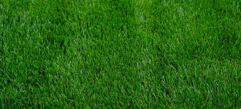 Close-up green grass, natural greenery texture of lawn garden. Stripes after mowing lawn court. Lawn for training football pitch, Golf Courses.