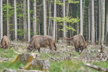 European wood Bison, also Wisent at Rothaarsteig, Sauerland.