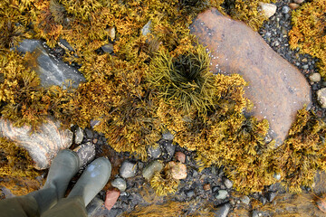 Northern seascape. Tersky coast of the White Sea. Murmansk region, Russia. The White Sea coast in Karelia in summer. Low tide. Seaweed.