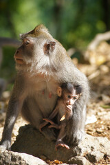 Bali Macaques, Monkeys on Lombok Island, Indonesia