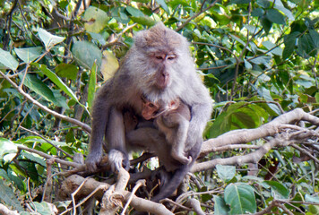 Bali Macaques, Monkeys on Lombok Island, Indonesia