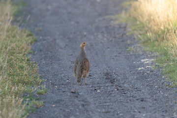 Rebhuhn (Perdix perdix)