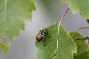 Gartenlaubkäfer ,Phyllopertha horticola,