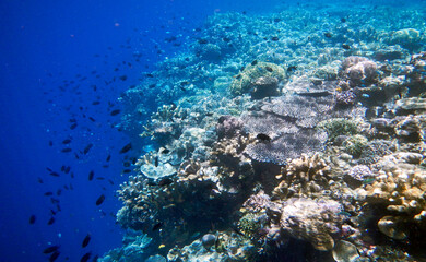 Naklejka na ściany i meble Bunaken National Marine Park, Sulawesi Island, Celebes, Indonesia