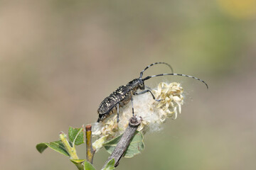 Kleiner Pappelbock, Espenbock oder Kleiner Aspenbock (Saperda populnea)