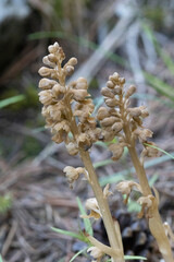 Vogel-Nestwurz (Neottia nidus-avis)