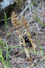 Vogel-Nestwurz (Neottia nidus-avis)