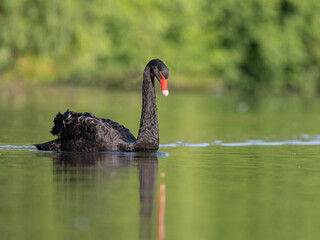 Obraz premium Black swan landscape view