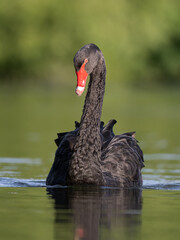 Black swan portrait view