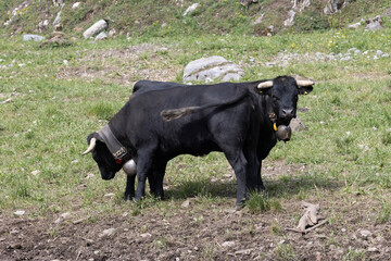 Eringer Hausrind im Wallis, Schweiz
