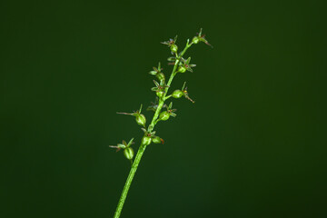 Neottia cordata - Listera cordata - the lesser twayblade or heartleaf twayblade, is an orchid.