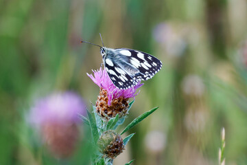 Schachbrett oder auch Damenbrett (Melanargia galathea)