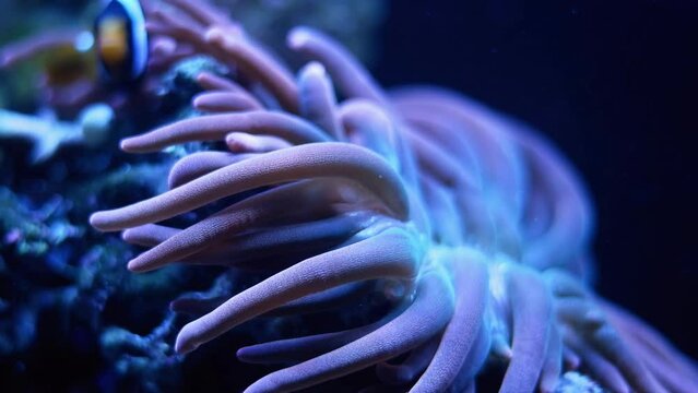 bubble tip anemone tentacles move and hunt for food on live rock stone, strong water flow, reef marine aquarium, big oral disc predator animal expensive hobby for experienced aquarist, LED light