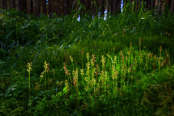 Neottia cordata - Listera cordata - the lesser twayblade or heartleaf twayblade, is an orchid.