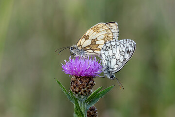 Schachbrett oder auch Damenbrett (Melanargia galathea)