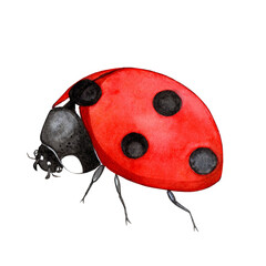 Obraz premium ladybug watercolor