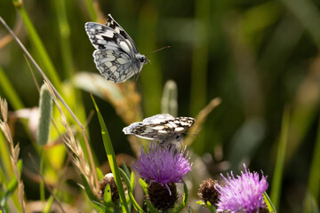 Schachbrett oder auch Damenbrett (Melanargia galathea)