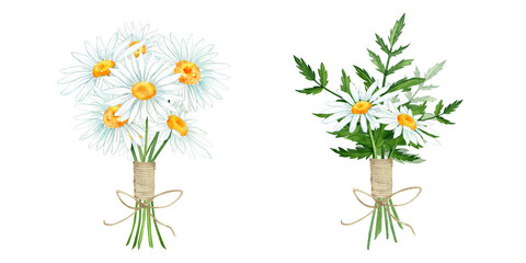 bouquet of chamomile watercolor