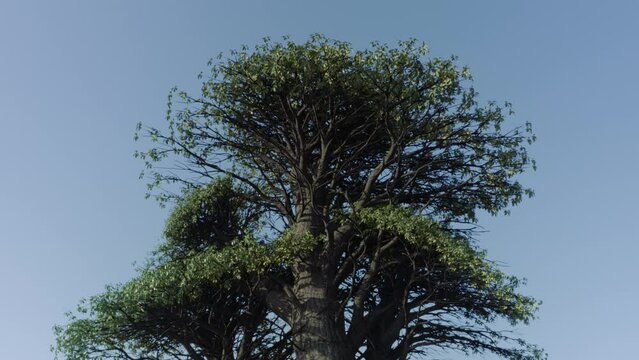 Zoom in on a family group of trees or a single large tree. Symbol of oneness, family, union. Strength in unity concept. Video symbolizing life, ecology, strength in nature. The last tree. Cinematic.