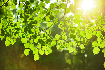 Fototapeta na wymiar green leaves and sun rays, natural summer background, Sunrise in summer beautiful park