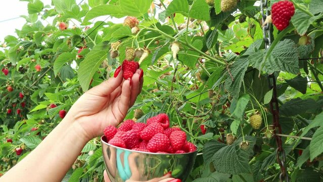 Female hands pick ripe raspberries from a bush into a cup. Concept farmer, season, vitamins, health, gardening, harvest, berries, farming, diet, dessert, fiber,raw,food,organic,vegetarian, nutrition.