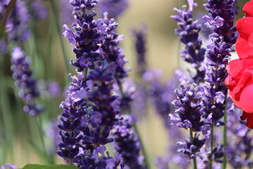 Lavendel 